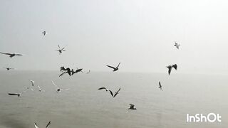 Seagull Bird Flying