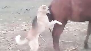 Funny dog with a horse