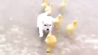 puppy #with duckling #finding mother# chicken