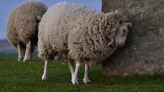 Animal Sounds|Sheep, Dog, Cow