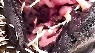 Never mess with porcupines