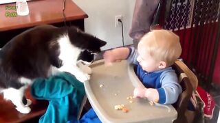 Cute Cats and Dogs Love Babies Compilation Video HD