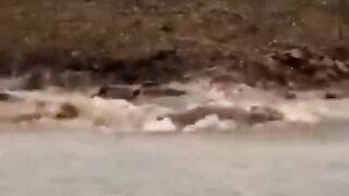 Animals funny