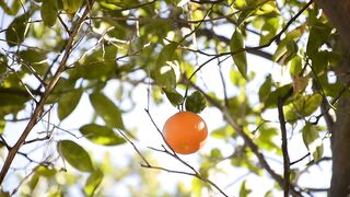 ORANGE FRUIT