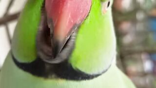 Indian Ringneck parrot talking ????♥️