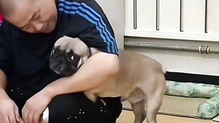Funny dogs