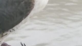 Falcon hunting eating