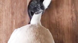 Dog and cat beautiful animals life
