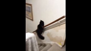 Funny- Funny cats _ dogs - Funny animal videos