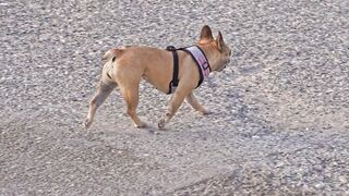 bull dog small breed