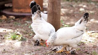 Fancy Hens
