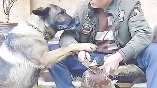 Dog trainer