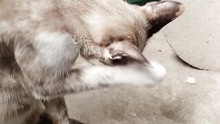 Kitty wants to talk