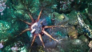 Так питаются морские огурцы (голотурии).