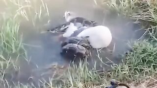 One like for Saving Bird