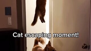 The Great Cat Escape!  Blink and Shes Gone!cat Escaping Moment!