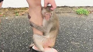 Funny Monkey 10