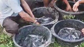Begini DAMPAKNYA jika ikan lele tidak DISORTIR