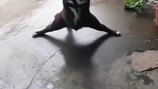 Dogs being hilariously dramatic compilation! Their silly moments never fail to brighten the day.