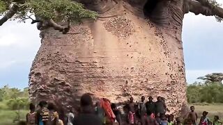 Большой баобаб на Мадагаскаре.