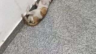 Pet cat 3