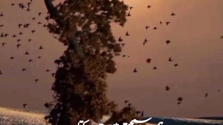 Qasim Ali Shah Powerful Motivational Speech for Students University Talk Urdu