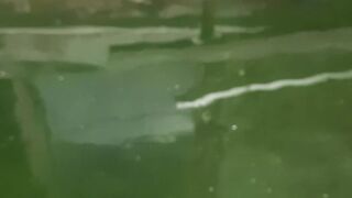 Ikan jaer