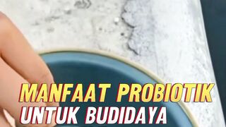 Jangan sepelekan hal ini, karena bnyak manfaatnya untuk ikan lele