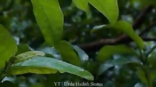 Hadees In Urdu Status For febspot Hadees Status New Video