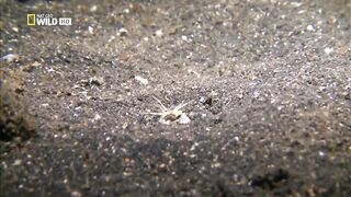 С морского дна поднимается один из самых жутких хищников океана.