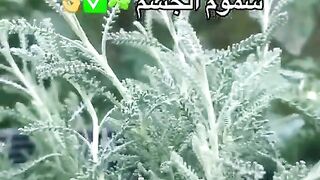 نبات الشيح كنز من كنوز الطبيعة