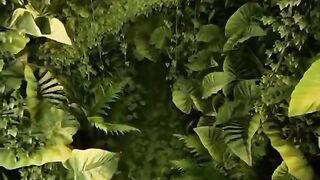 Amazon forest