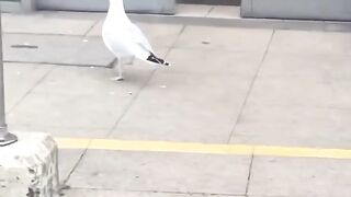 من الواضح انها ليست المرة الأولى التي يفعل فيها ذلك