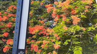 Beautiful flower red
