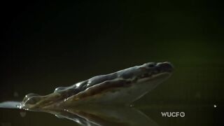 Скользящая лягушка скачет по поверхности воды.