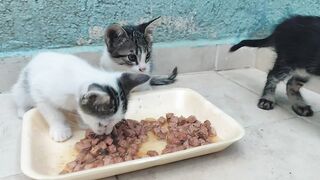 I went to the pet shop and bought wet food, the kittens were fed and the big cats were fed too.