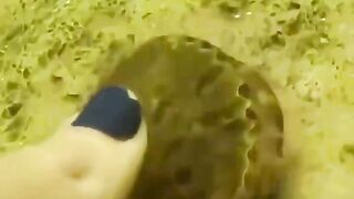 Kerang juga bisa berenang lho