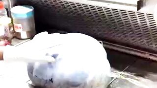 Big, huge ovarian cyst specimen