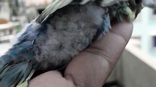 Bazrigar Bird