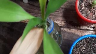 Bamboo plant