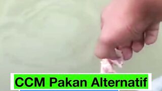 Pakan Alternatif CCM Untuk Ikan LeleApa Manfaatnya