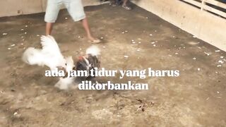 DAFTAR BOSPLAY AGEN SABUNG AYAM RESMI TERBESAR AMAN DAN TERPERCAYA 4