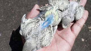 lovely Bird