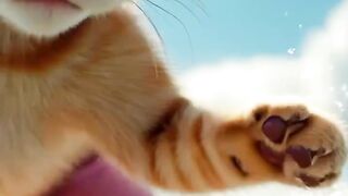 brave cat is surfing in to the sea