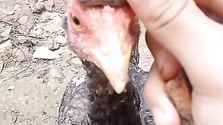 Funny animal 72