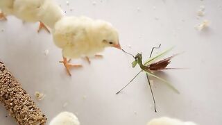 Funny chicks
