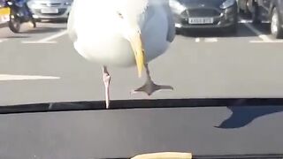 Wowww 8