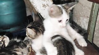 Kittens Love.