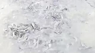 TIPS Budidaya lele dengan pelet MURAH Protein RENDAH