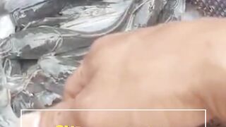 Sudah 3 bulan pemeliharaan tapi ikan lele tidak besar-besarCoba koreksi 3 hal ini